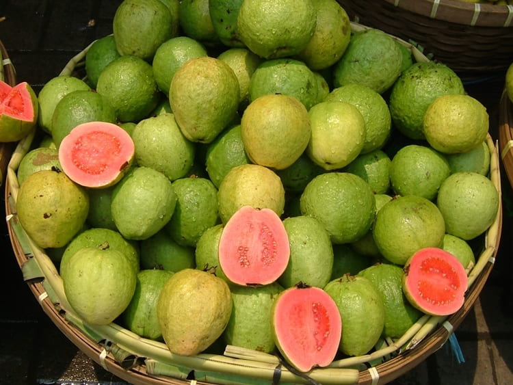 goiaba fruta