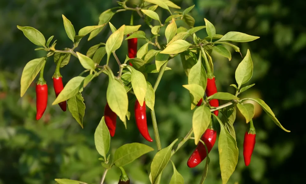 Como plantar pimenta