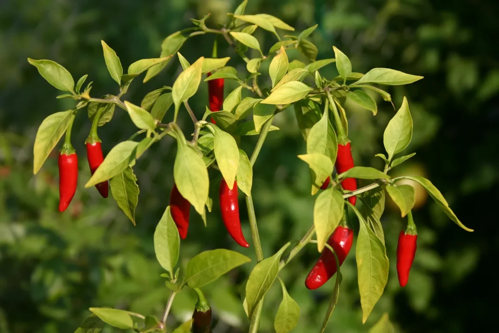 Como plantar pimenta