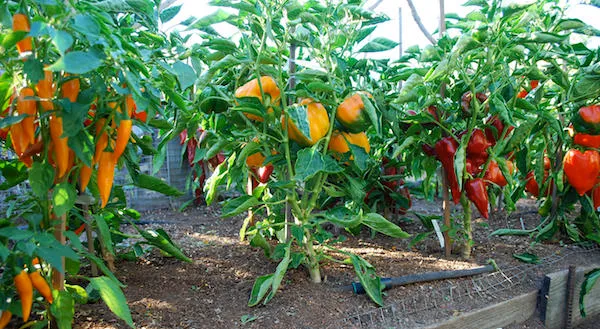 Como plantar pimenta