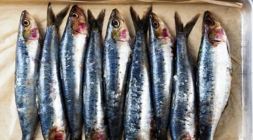 benficios da sardinha