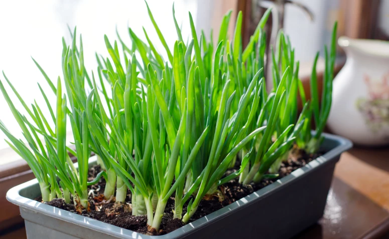 como plantar cebolinha em vaso