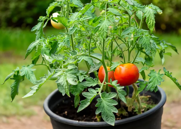 como plantar tomate no vaso