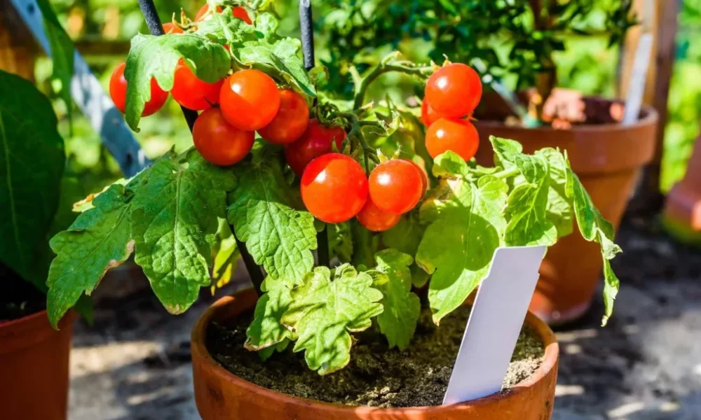 como plantar tomate no vaso