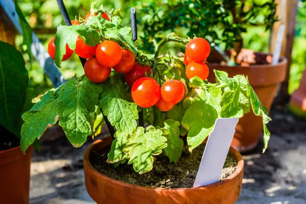 como plantar tomate no vaso